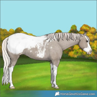 Horse Color:Silver Grullo Splash Snowcap 