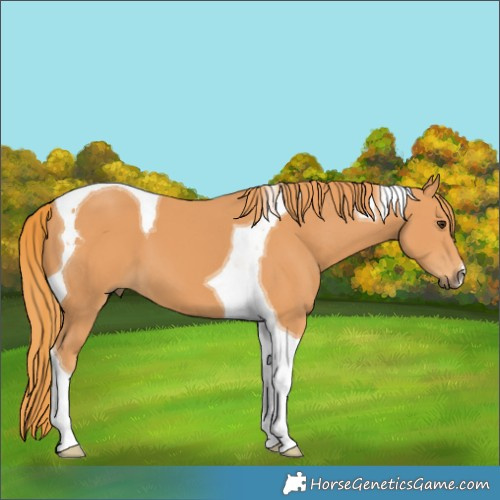 Horse Color:Chestnut Tobiano 
