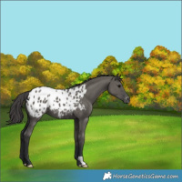 Horse Color:Grullo Varnish 