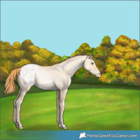 Horse Color:Buckskin Pearl Dun Appaloosa Rabicano 