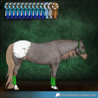 Horse Color:Liver Chestnut Appaloosa 