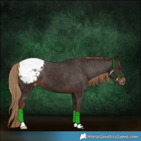 Horse Color:Liver Chestnut Appaloosa