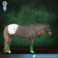 Horse Color:Liver Chestnut Appaloosa 