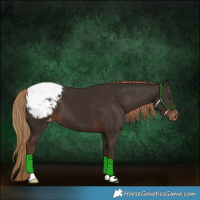 Horse Color:Liver Chestnut Appaloosa 