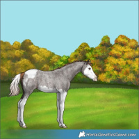 Horse Color:Liver Red Roan Splash Appaloosa