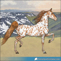 Horse Color:Chestnut Appaloosa 