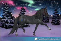 Horse Color:Black  and Black 