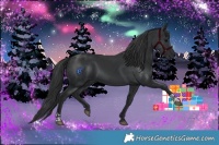Horse Color:Black and Black
