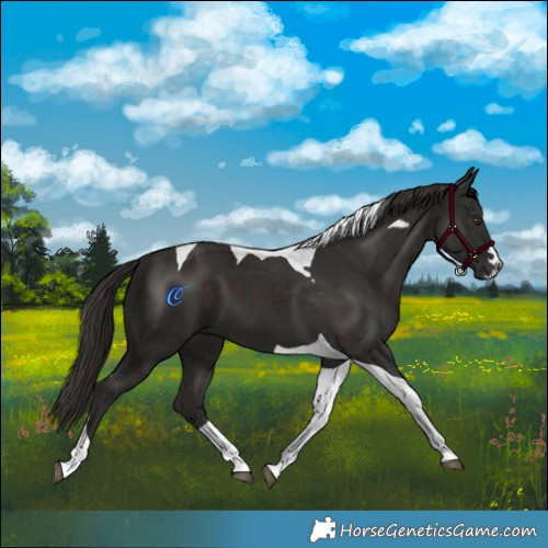 Horse Color:Liver Chestnut Tobiano 