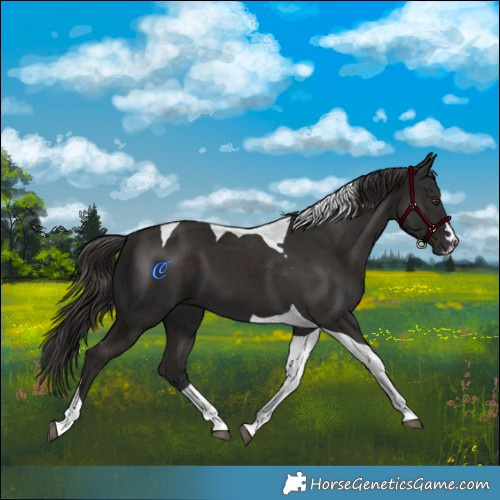 Horse Color:Liver Chestnut Tobiano 