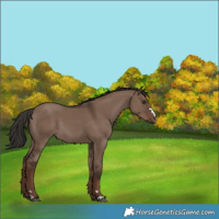 Horse Color:Liver Red Dun Rabicano 