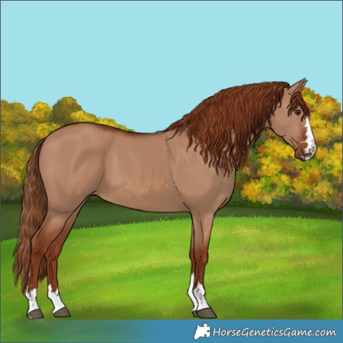 Horse Color:Red Dun 