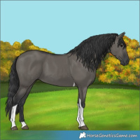 Horse Color:Grullo Tobiano