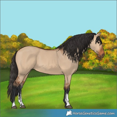 Horse Color:Bay Dun Sabino 