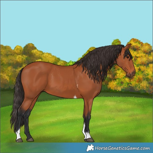 Horse Color:Bay Tobiano 