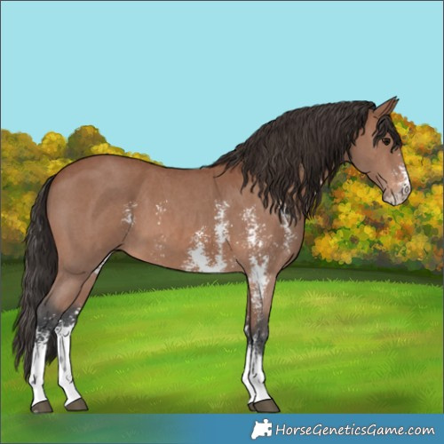 Horse Color:Bay Sabino 