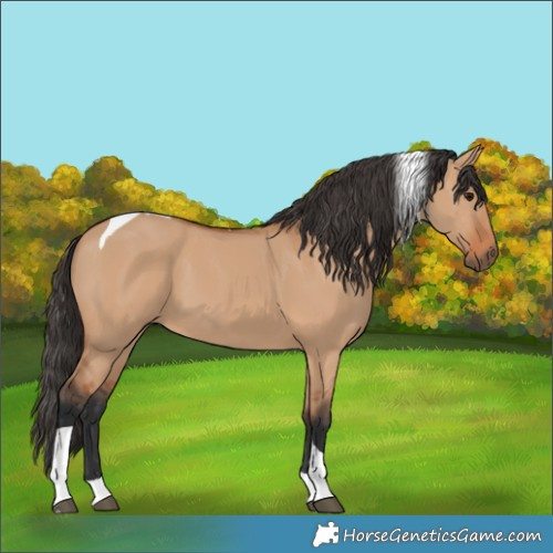 Horse Color:Bay Dun Tobiano 