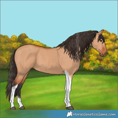Horse Color:Bay Dun Tobiano 