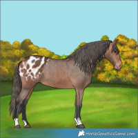 Horse Color:Bay Appaloosa 