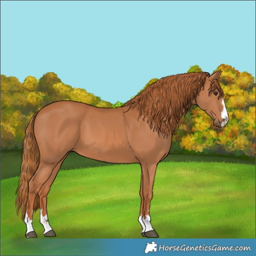 Horse Color:Chestnut 