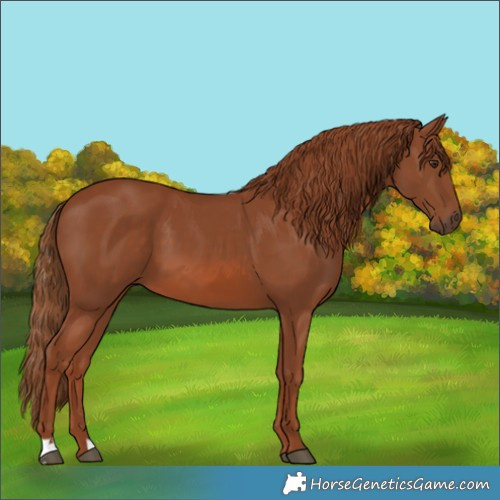 Horse Color:Chestnut 