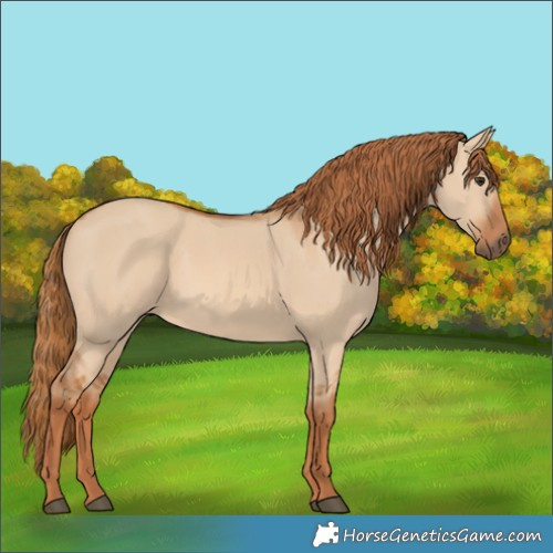 Horse Color:Red Dun 