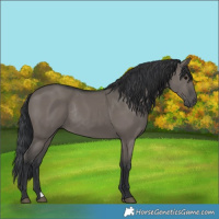 Horse Color:Grullo Rabicano 