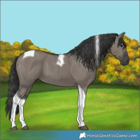 Horse Color:Grullo Tobiano