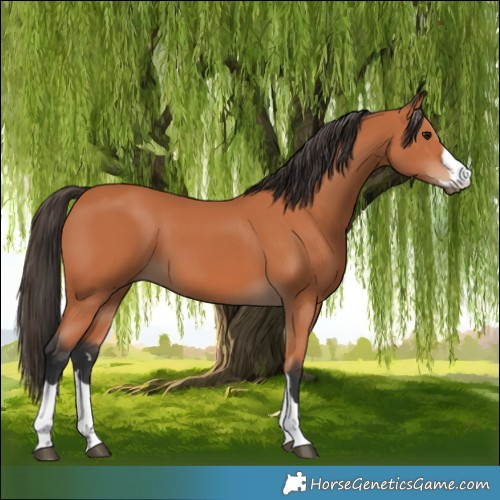Horse Color:Bay 