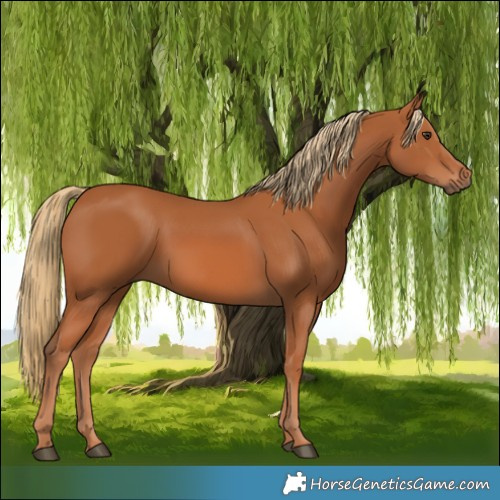Horse Color:Chestnut 