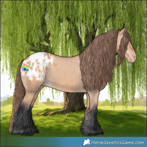 Horse Color:Bay Dun Appaloosa