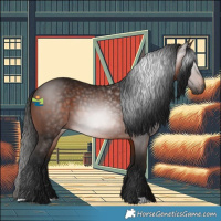 Horse Color:Gray Bay 