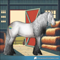 Horse Color:Gray Bay 