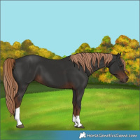 Horse Color:Liver Chestnut Tobiano
