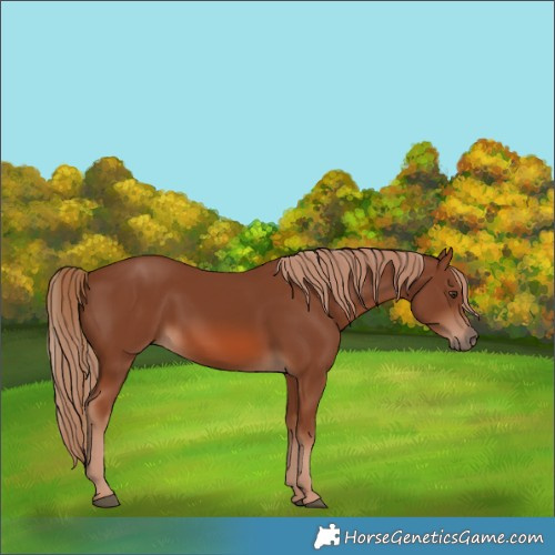 Horse Color:Chestnut 