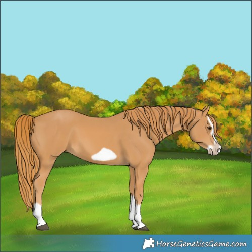Horse Color:Chestnut Splash Frame 