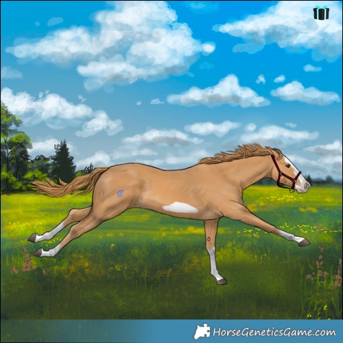 Horse Color:Chestnut Splash Frame 