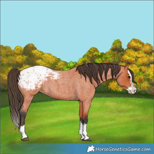 Horse Color:Bay Roan Splash Appaloosa 