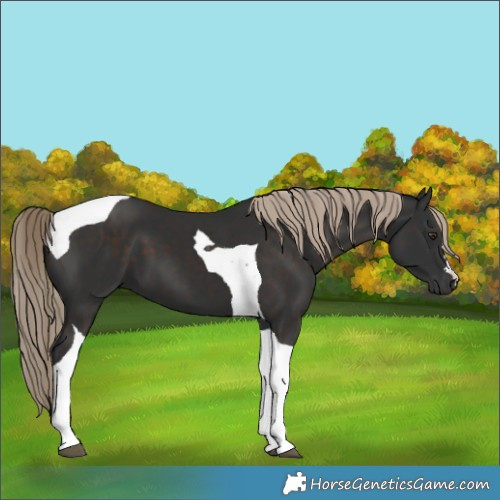 Horse Color:Liver Chestnut Tobiano