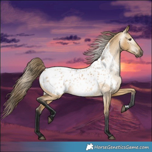 Horse Color:Gray Buckskin Dun Appaloosa 