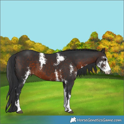 Horse Color:Brown Sabino 