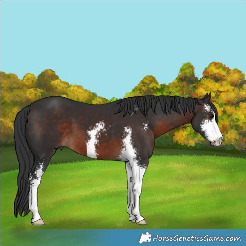 Horse Color:Brown Sabino 