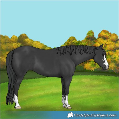 Horse Color:Black 