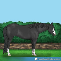 Horse Color:Black 