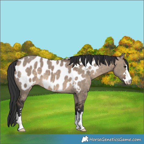 Horse Color:Brown Dun Appaloosa 