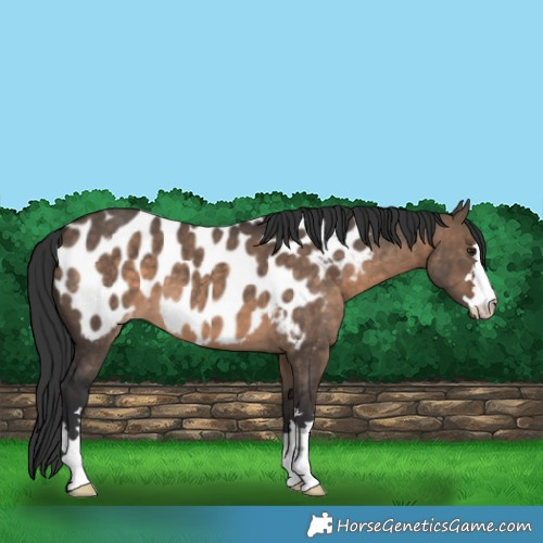 Horse Color:Brown Dun Appaloosa