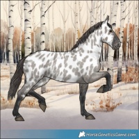 Horse Color:Grullo Roan Near Leopard 
