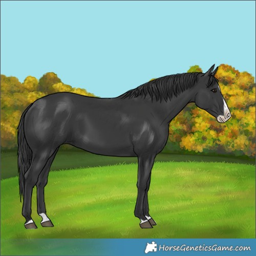 Horse Color:Black Splash 