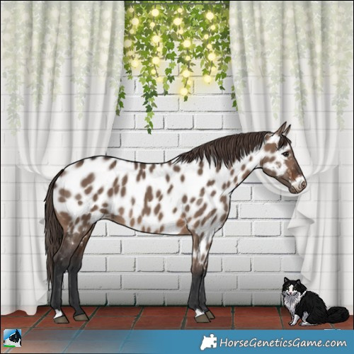 Horse Color:Brown Dun Near Leopard Rabicano