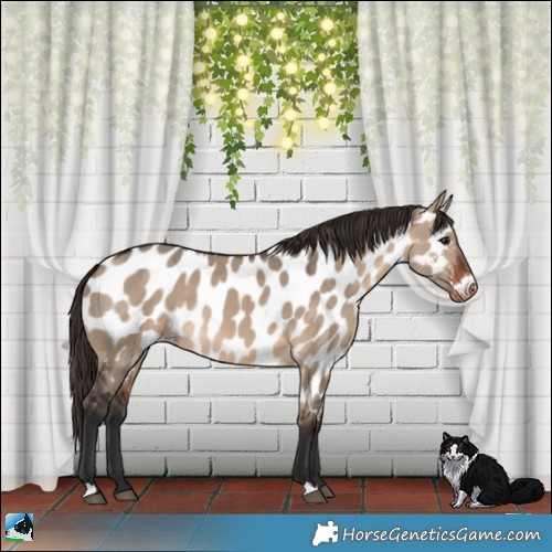 Horse Color:Brown Dun Appaloosa Rabicano 
